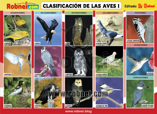 Clasificacion De Las Aves 1